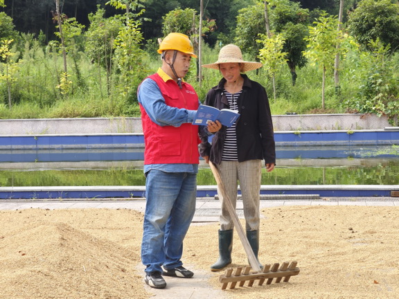 國網(wǎng)衢州供電公司紅船服務“零距離”電助水稻“喜豐收”