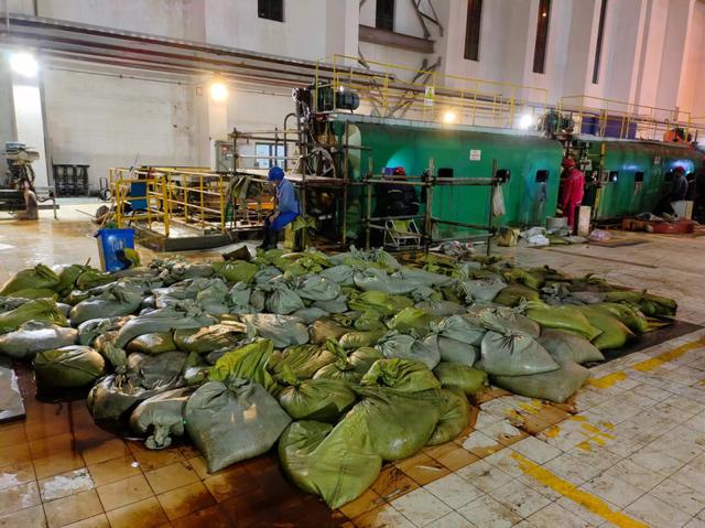 華東區(qū)域最大發(fā)電廠遭遇海蜇危機：循泵房面臨被堵，員工24小時抓海蜇